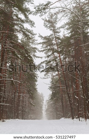 snowy pine forest landscape in the morning.
