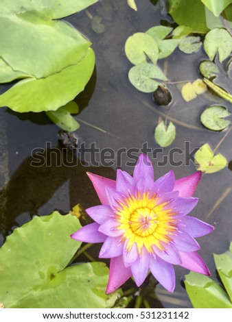 Clear purple lotus on natural habitat.