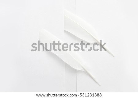 Two white feathers on a white background