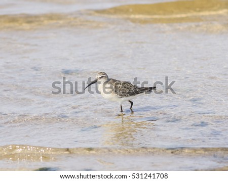 Sanderling, Calidris alba, Bird searching for food at shoreline, close-up portrait in tide, selective focus, shallow DOF