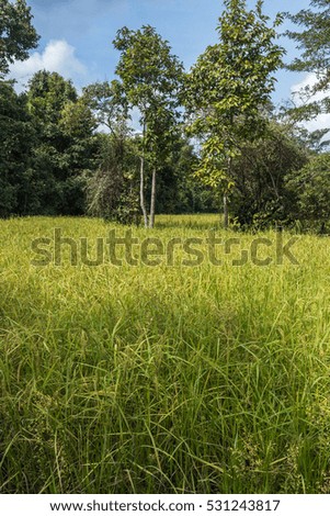 Rice field in the jungle of Angkor area, Cambodia