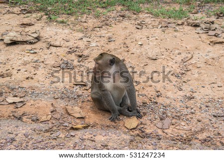 Long-tailed macaque monkey in Cambodia