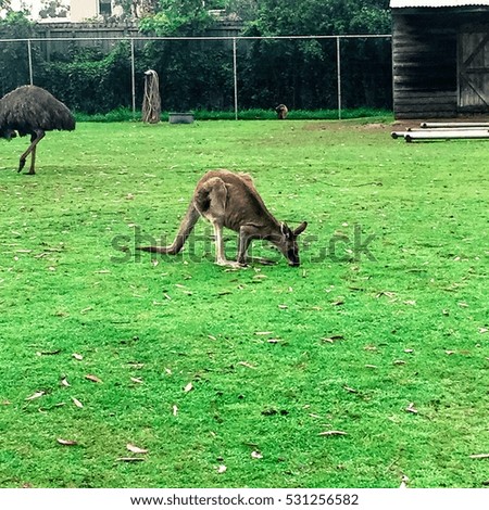Kangaroo eating grass