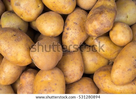 Bunch of potato close photo. Brown and yellow vegetables image. Vegetarian shop display image. Picture of raw potato cooking ingredient. Vegetable for garnet. French fries or mashed potato ingredient