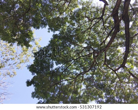 under the branches of big green tree in the blue sky day
