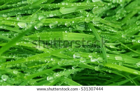 A closeup image of grass with morning dew