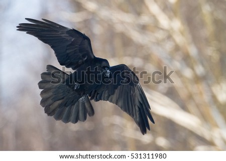Bird - flying Black Common raven (Corvus corax). Winter. Halloween