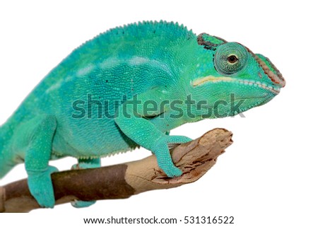 Panther Chameleon - Male - Furcifier Pardalis - Nosy Be