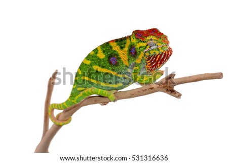 Minor Chameleon - Female - Furcifier Minor