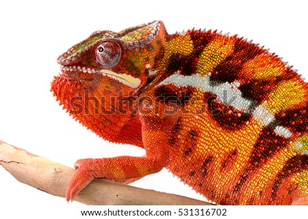 Panther Chameleon - Male - Furcifier Pardalis - Sambava