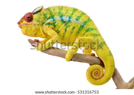 Panther Chameleon - Male - Furcifier Pardalis - Nosy Mitsio