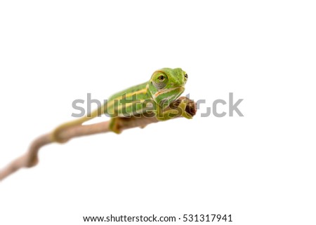 Jeweled Chameleon - Furcifer Campani - Captive Born at Canvas Chameleons