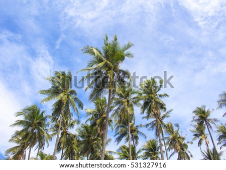 Palm tree crones and blue sky with fluffy cloud. Tropical island natural photo. Palm tree plantation. Sunny day in exotic island. Tropical nature landscape. Coconut palm silhouettes banner template