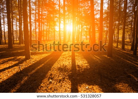 Sunny dawn in the spring forest with sunbeams