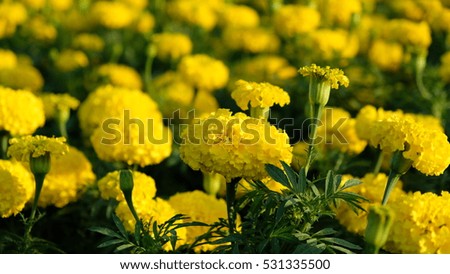 Yellow Flower 01