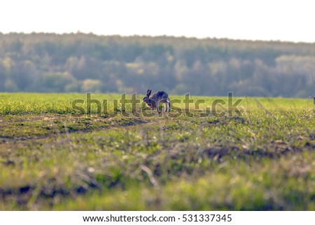 large European Hare sitting on a green meadow near forest
