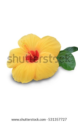 Hibiscus isolated on white background.