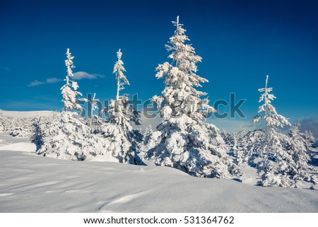 Sunny morning scene in the mountain forest. Bright winter landscape in the snowy wood, Happy New Year celebration concept. Artistic style post processed photo.