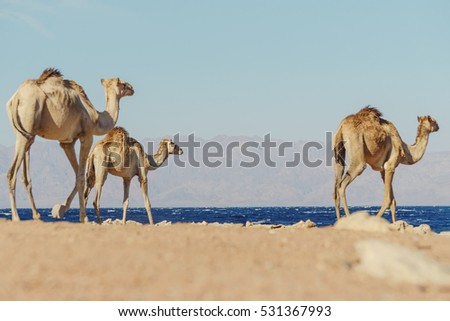 group of camels at Sinai mountains, Egypt