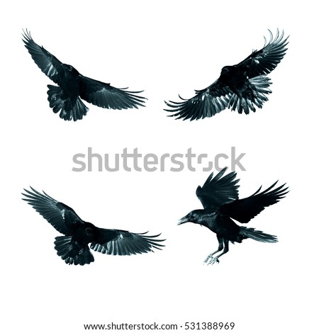 Birds - mix flying Common Ravens (Corvus corax) isolated on white background. Halloween - mix four birds