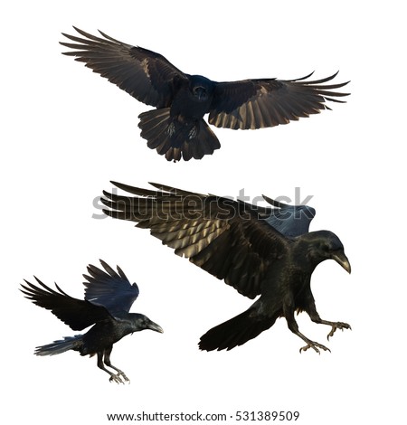 Birds - mix flying Common Ravens (Corvus corax) isolated on white background. Halloween - mix three birds