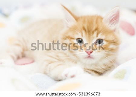 little red cat of siberian breed on a pillow, red version