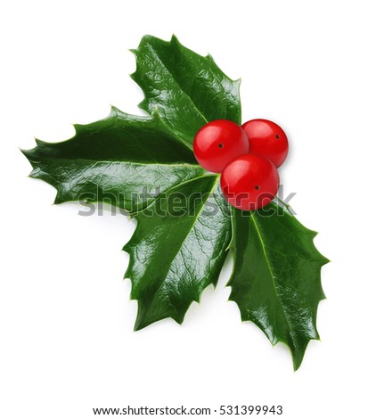 Holly berry leaves isolated Royalty-Free Stock Photo #531399943