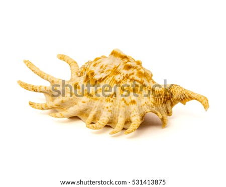 Photo of sea shell isolated on a white background