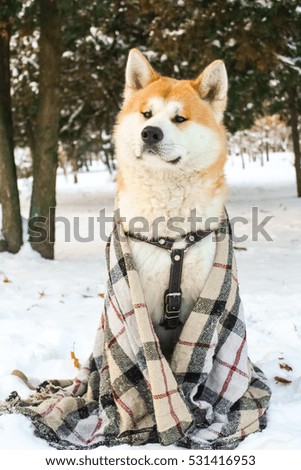 Akita dog in the forest in winter