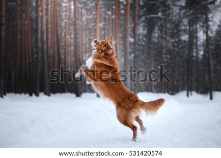 Dog Nova Scotia Duck Tolling Retriever, walk in winter forest, funny red dog
