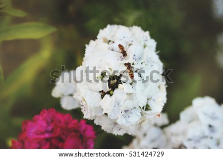 beautiful picture of wasps on a white carnation flower in a flower garden with fresh green leaves and sunny beams as a background 