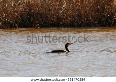 Great cormorant swimming and fishing in natural reserve and national park Donana, Andalusia, Spain