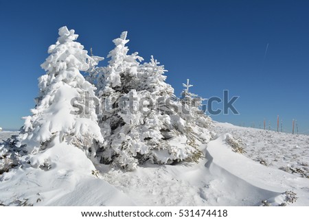 Group of small fir trees covered by snow, snow drifts in foreground and row of pillars with safety rope in background on the top of mountain Kopaonik, Serbia
