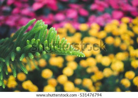 Dragon Juniper's leaves with colorful flowers in the background
