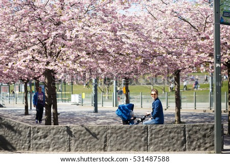 Woman with a child sits under the blooming cherrie trees