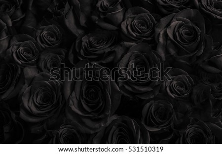  Dark roses background. greeting card with a luxury roses Royalty-Free Stock Photo #531510319