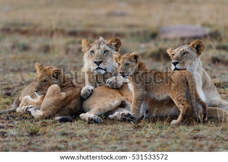Double Cross Pride Lion family in Masai Mara, Kenya Royalty-Free Stock Photo #531533572