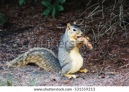 Sciurus carolinensis, common name eastern gray squirrel or grey squirrel with bushy tail eats pine cone in early summer in Michigan