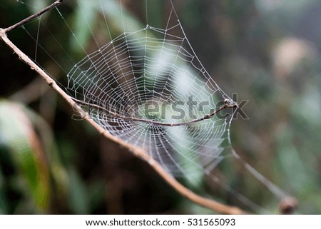 Spider web close-up.The shot of the big cobweb close-up with the 