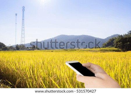 woman use mobile phone and the organic rice field as background