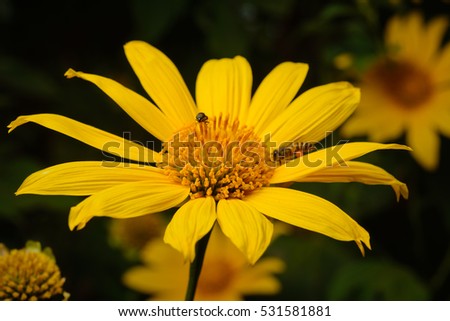 Beautiful yellow flowers in Thailand-Tree marigold, Mexican tournesol, Mexican sunflower, Japanese sunflower, Nitobe chrysanthemum