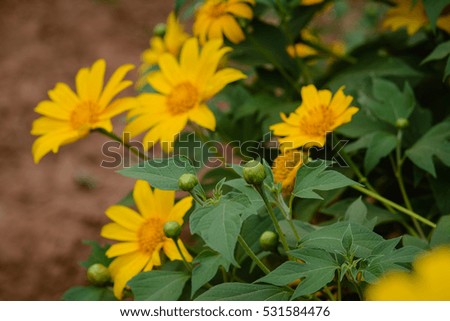 Beautiful yellow flowers in Thailand-Tree marigold, Mexican tournesol, Mexican sunflower, Japanese sunflower, Nitobe chrysanthemum