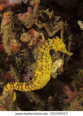 Yellow Tigertail Seahorse sea horse