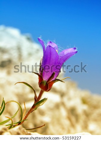 Wild violet  flower