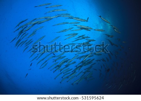 Barracuda fish school blue ocean background