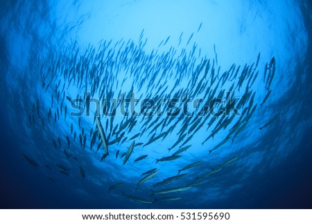 Barracuda fish school blue ocean background