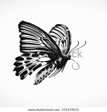 Butterfly flying black and white.