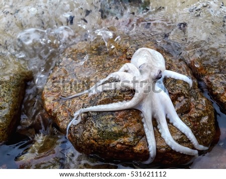 Octopus sucking on the rock,baby squid,seashore animal background 