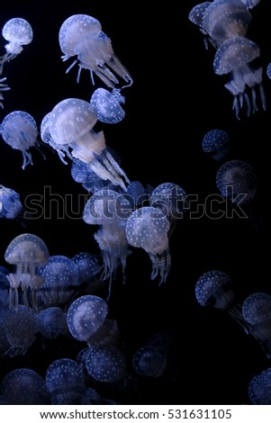 White-spotted jellyfish (Phyllorhiza punctuate) on black background, low key style photo