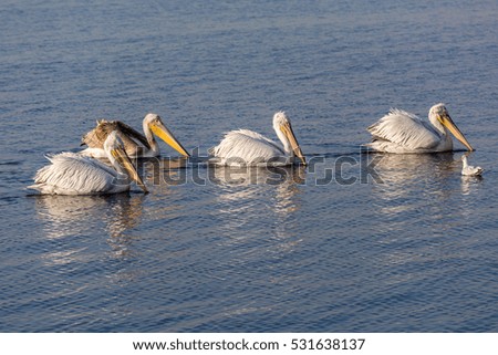 Four pelicans swimming